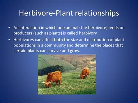 Herbivore Plant Relationship