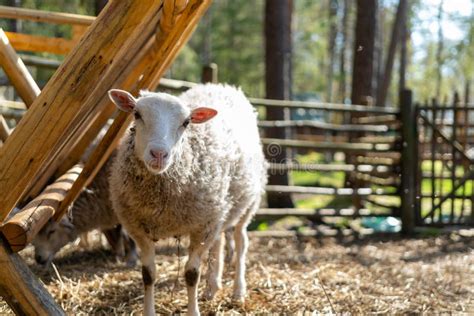 Sheep In A Corral Stock Photo Image Of House Farms 82580976