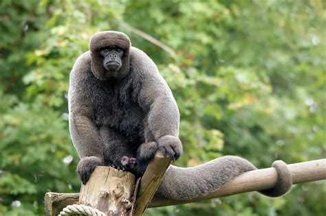 Tres especies de monos amazónicos en peligro de extinción que estamos