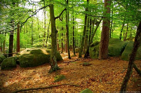 Bois De Hêtre Pour Mobilier Avantages Propriétés Et Utilisations