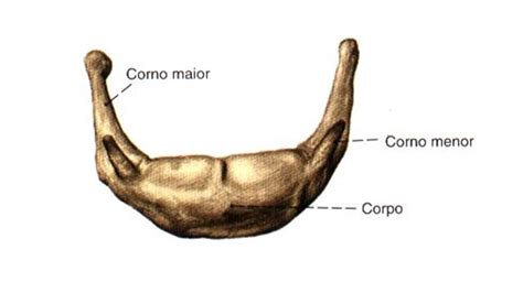 Osso Hióide Anatomia Papel E Caneta