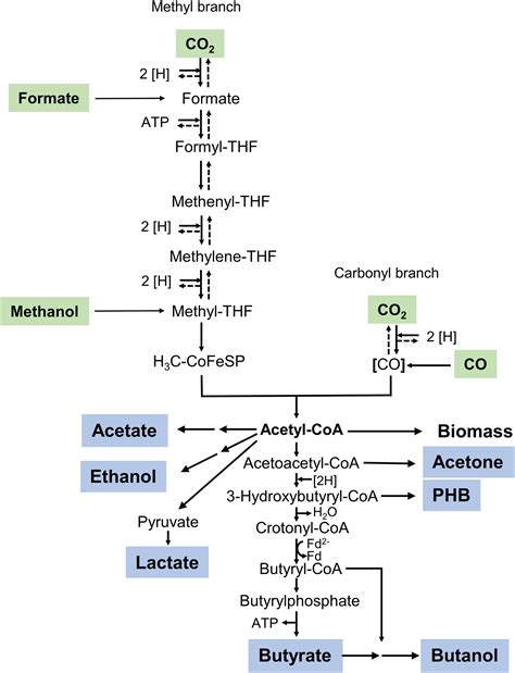 Butyrate Production In The Acetogen Eubacterium Limosum Is Dependent On