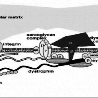 Diagrammatic Representation Of The Dystrophin Glycoprotein Complex