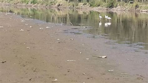 Denuncian mortandad de peces por contaminación en el Salí