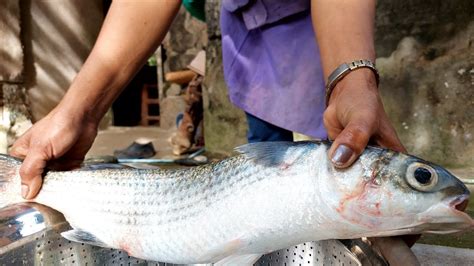 Giant Lobed River Mullet Fish Fish Cutting Skills And Cleaning Of