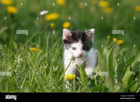 Domestic Cat House Cat European Shorthair Felis Silvestris F Catus