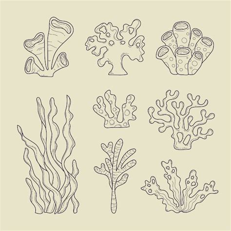 Free Vector Hand Drawn Seaweed Outline Illustration