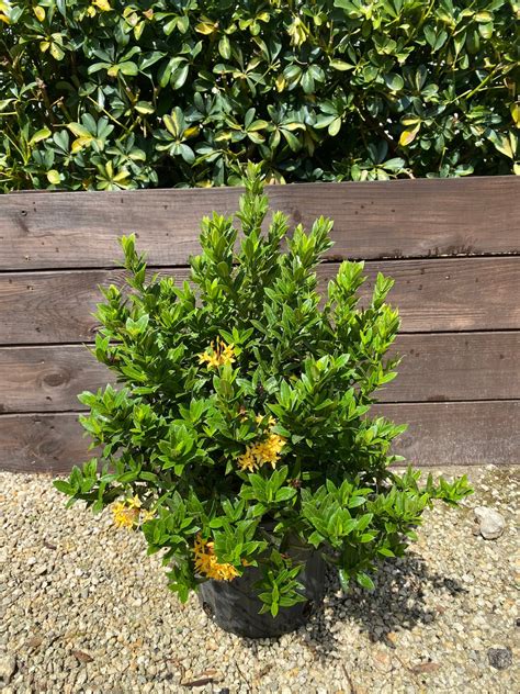 Ixora Taiwanese Dwarf Yellow Ixora Taiwanensis 10 Inch Pot Etsy