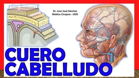 CUERO CABELLUDO Capas Irrigación Inervación Explicación