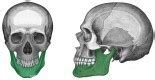 Juegos De Ciencias Juego De Els Ossos Del Crani 2 Cerebriti