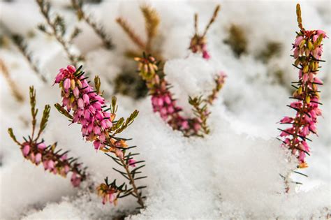 Heidekraut Winterhart Oder Frostempfindlich