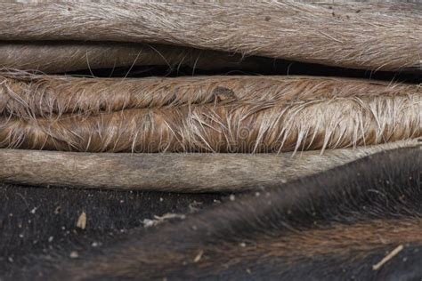 Raw Leather Of Cow And Ox Skin Stock Image Image Of Natural