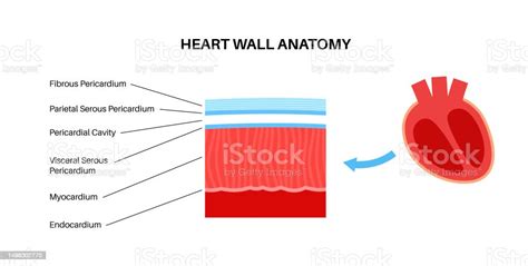 Heart Wall Anatomy Stock Illustration Download Image Now Anatomy