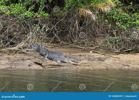 Big Male Saltwater Crocodile Stock Image Image Of Dangerous