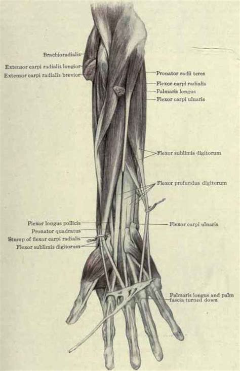 1 The Flexors And Extensors Of The Fingers