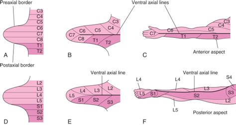 Development Of Limbs Obgyn Key