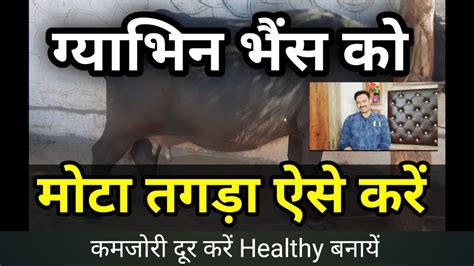 गभन भस क मट तगड करन क घरल उपय kamzor pregnant buffalo ko