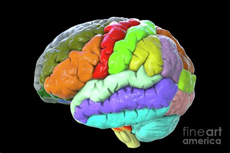 Human Brain With Gyri Highlighted Photograph By Kateryna Kon Science