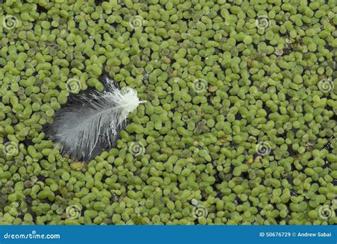 Lesser Duckweed Natural Green Duckweed On The Water For Background And