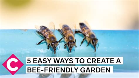 5 Easy Ways To Create A Bee Friendly Garden YouTube