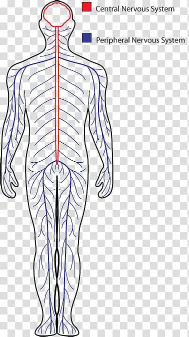 Nervous System Clipart