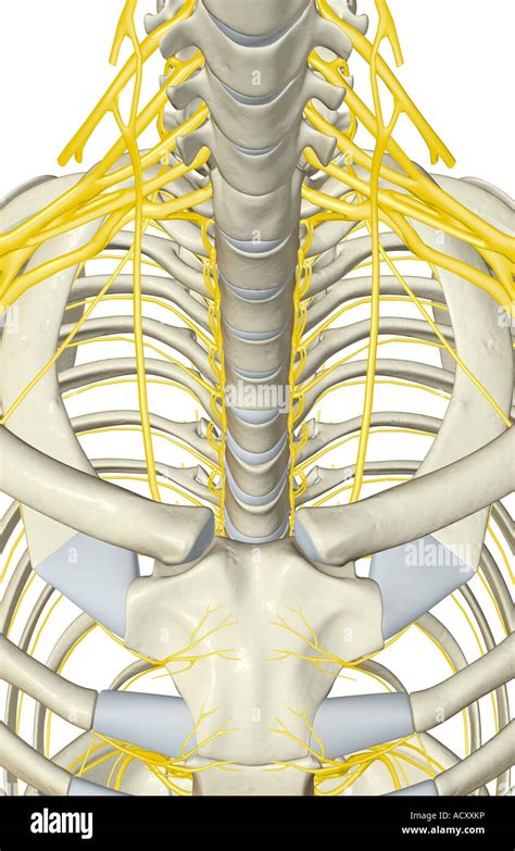 Long Thoracic Nerve Diagram