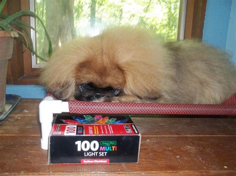 Photo Gallery Happy Tail Pekingese