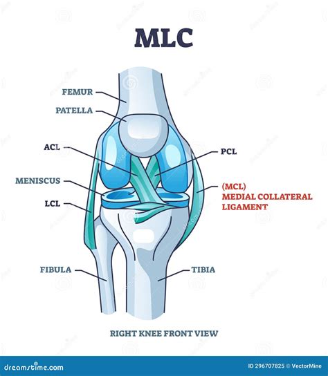 Collateral Ligaments With Knee Anatomical Skeletal Structure Outline Diagram Vector Illustration ...