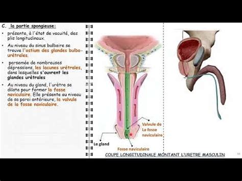 ANATOMIE FMPM URETRE MASCULIN YouTube