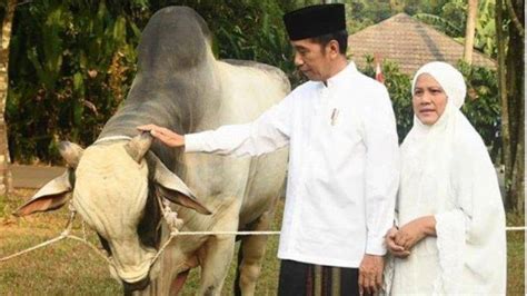 Presiden Berikan Sapi Kurban Ke Tiap Provinsi Pada Iduladha H