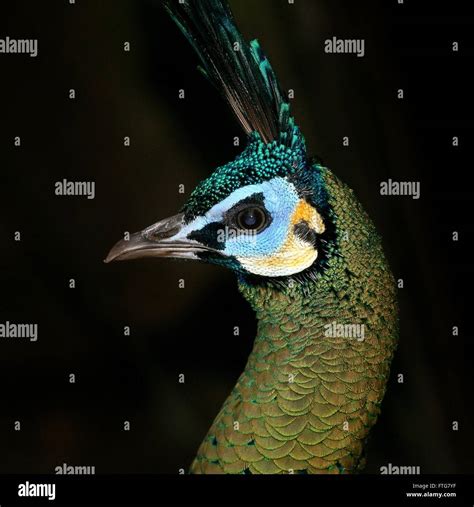 Green Peafowl Java Hi Res Stock Photography And Images Alamy