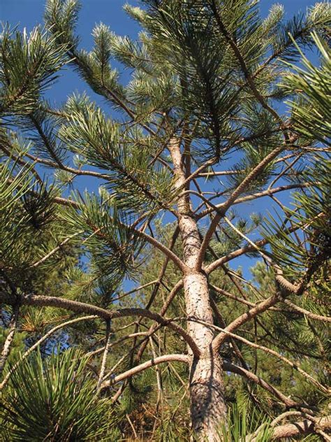 Crni Bor Pinus Nigra Plantea