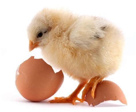 Benefits To Starting A Chick Hatchery Surehatch Egg Incubators And