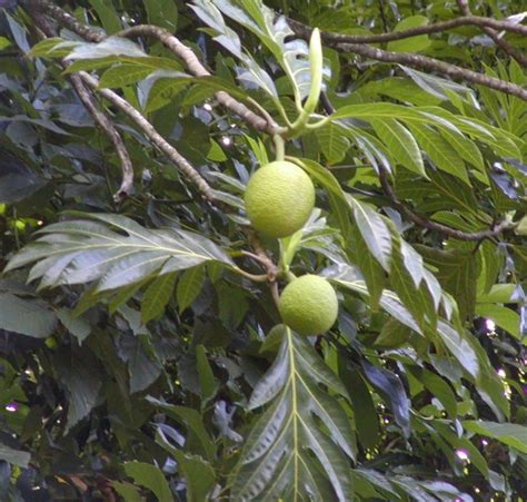 Polynesian Produce Stand Ulu Breadfruit Tree Hawaiian Canoe Plant