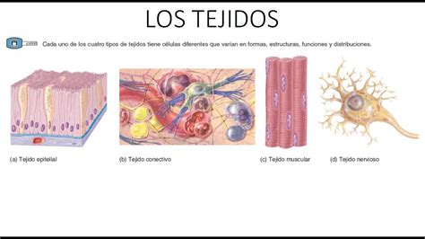 Tejidos Del Cuerpo Humano Biopedia Los Tipos De Tejidos Del