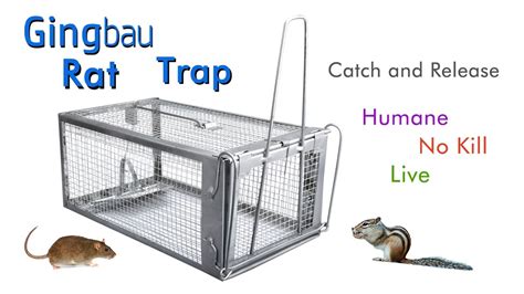 How To Set Up Gingbau Live Rat Trap Youtube