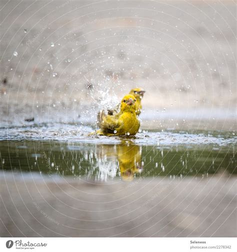 Refreshment Bird Birds A Royalty Free Stock Photo From Photocase