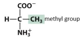 Biochem Amino Acids Flashcards Quizlet