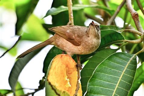 Streak Eared Bulbul Eating Ripe Mangoes Stock Image Image Of Food