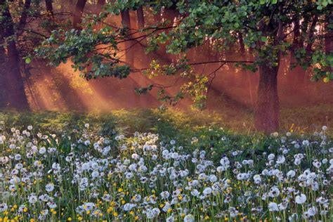 Papermoon Fototapete L Wenzahn Feld Wiese Pusteblume Kraut Blume Wald