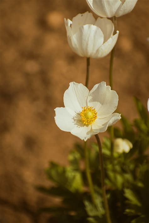 Anemone Flower Plant Free Photo On Pixabay Pixabay