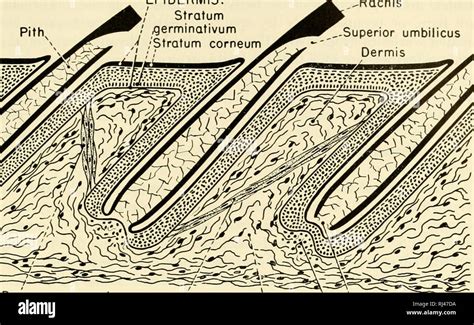 The Chordates Chordata Sauropsida Class Aves Epidermis Stratum