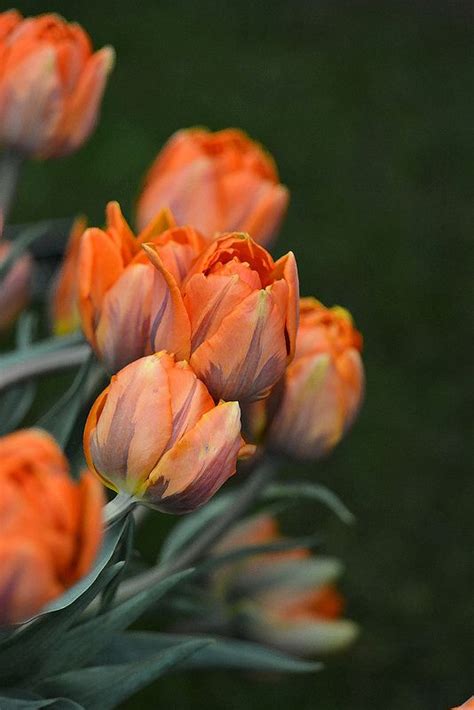 Bloms Bulbs At Chelsea Tulipani Fiori Foto Di Fiori