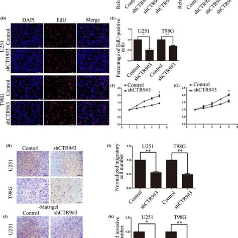 Down‐regulation Of Ctr9 Inhibits Glioma Cell Proliferation Migration