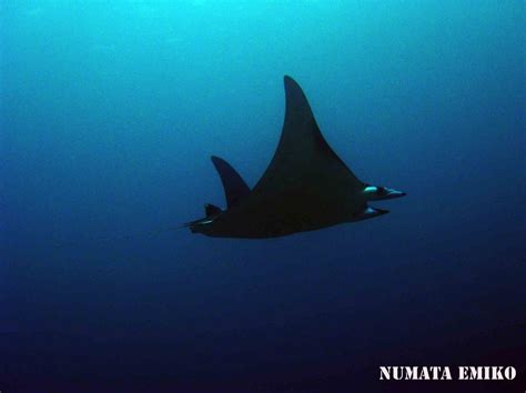 Pygmy Devil Ray
