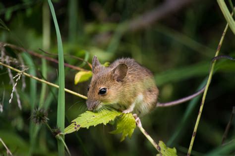 300+ Free Mice & Mouse Photos - Pixabay