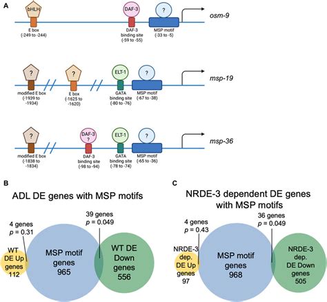 Frontiers Rnai Dependent Expression Of Sperm Genes In Adl