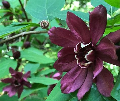 Каликанты : Calycanthus floridus-Каликант цветущий