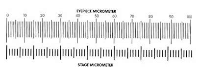 Microscope Calibration Microscope World Resources