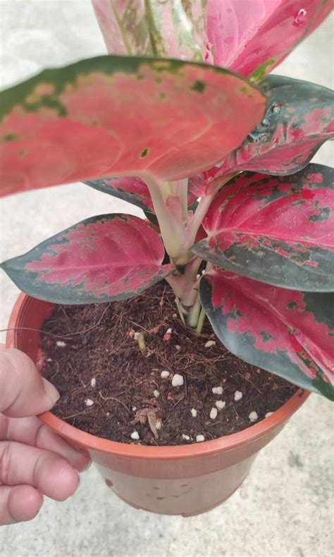 Aglaonema "Eastern Red", Home Plants, Plants, Furniture & Home Living ...